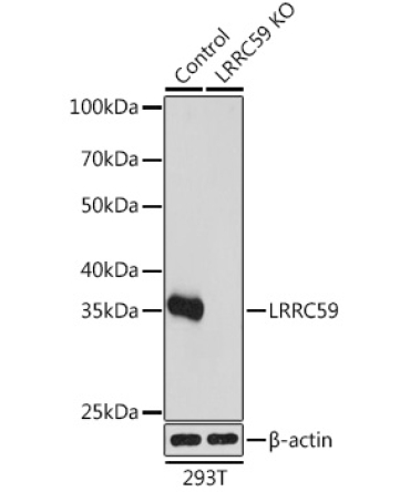 LRRC59 Rabbit Polyclonal Antibody [KO Validated]