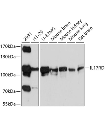 IL17RD Rabbit Polyclonal Antibody