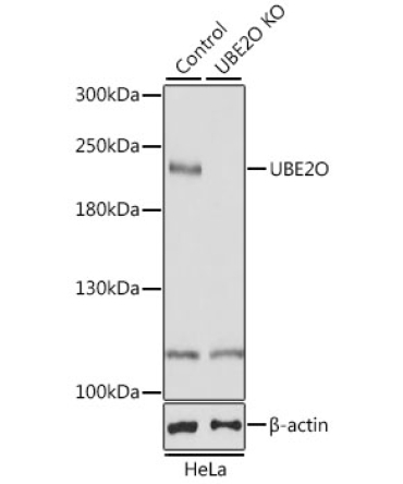 UBE2O Rabbit Polyclonal Antibody [KO Validated]