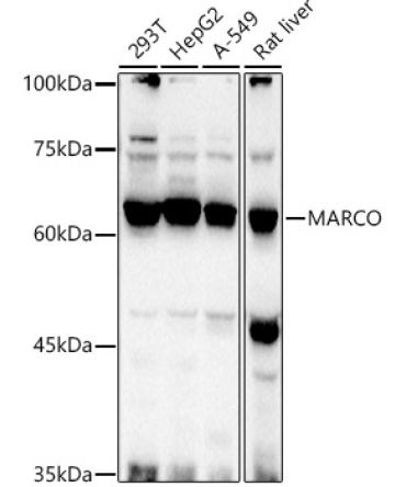 MARCO Rabbit Polyclonal Antibody