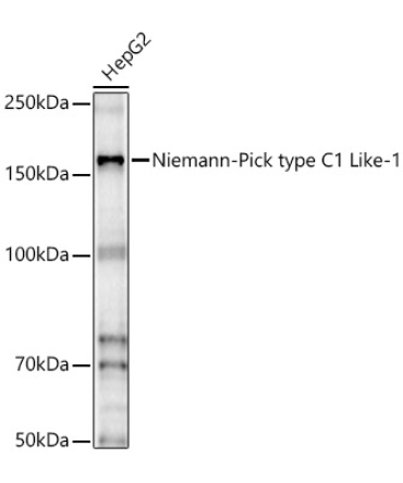 Niemann-Pick type C1 Like-1 Rabbit Polyclonal Antibody