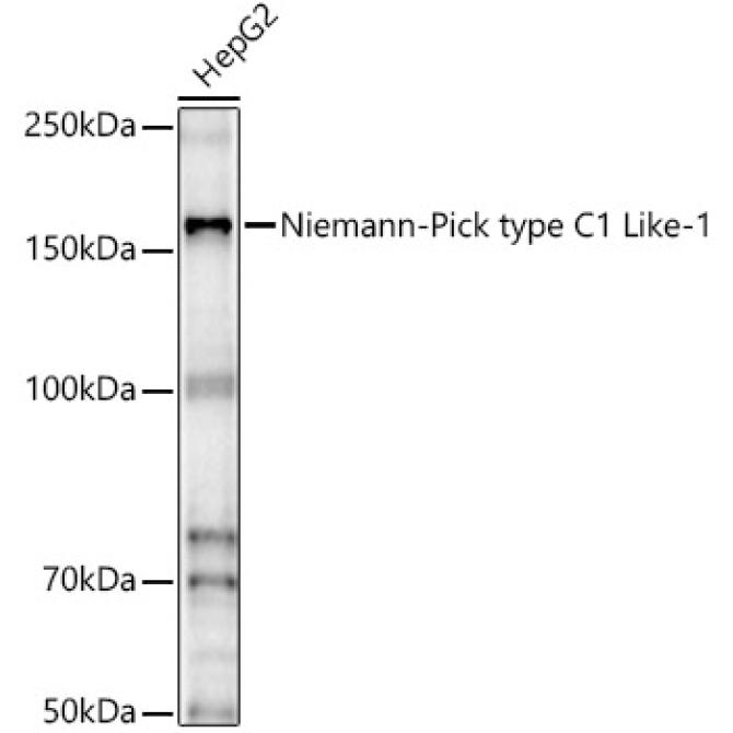Niemann-Pick type C1 Like-1 Rabbit Polyclonal Antibody
