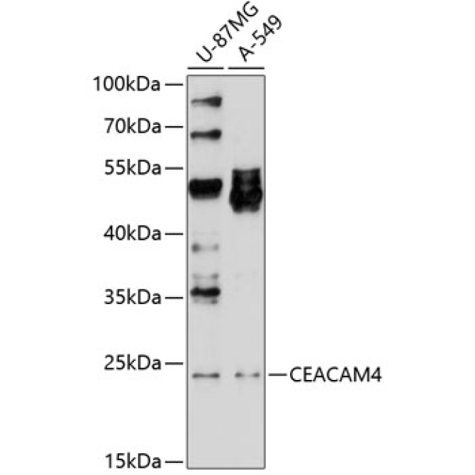 CEACAM4 Rabbit Polyclonal Antibody