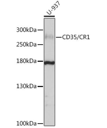 CD35/CR1 Rabbit Polyclonal Antibody