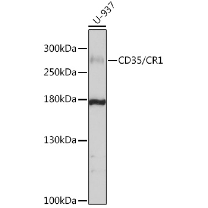 CD35/CR1 Rabbit Polyclonal Antibody