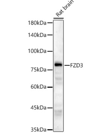 FZD3 Rabbit Polyclonal Antibody