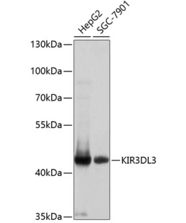 KIR3DL3 Rabbit Polyclonal Antibody