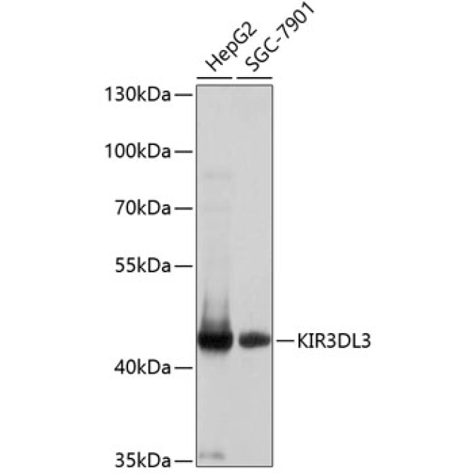 KIR3DL3 Rabbit Polyclonal Antibody