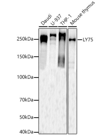 LY75 Rabbit Polyclonal Antibody