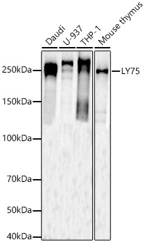 LY75 Rabbit Polyclonal Antibody