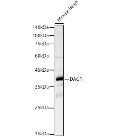 DAG1 Rabbit Polyclonal Antibody