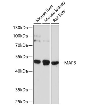 MAFB Rabbit Polyclonal Antibody