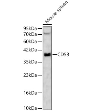 CD53 Rabbit Polyclonal Antibody
