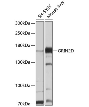 GRIN2D Rabbit Polyclonal Antibody