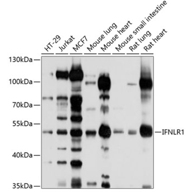 IFNLR1 Rabbit Polyclonal Antibody