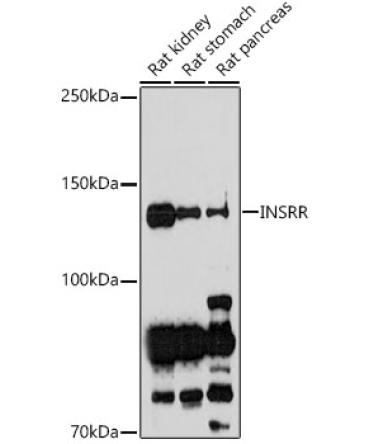 INSRR Rabbit Polyclonal Antibody