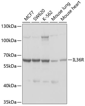 IL36R Rabbit Polyclonal Antibody