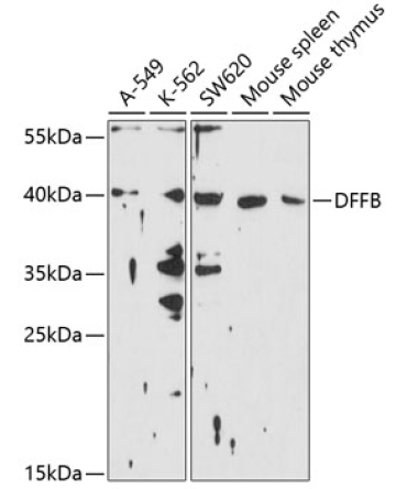 DFFB Rabbit Polyclonal Antibody