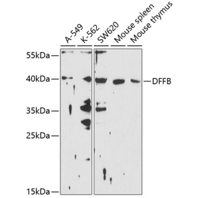 DFFB Rabbit Polyclonal Antibody