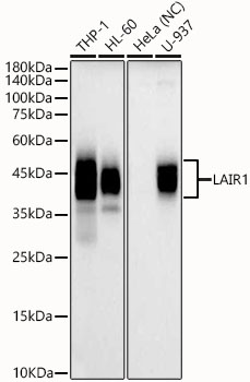 LAIR1 Rabbit Polyclonal Antibody