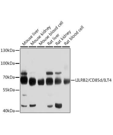 LILRB2/CD85d/ILT4 Rabbit Polyclonal Antibody