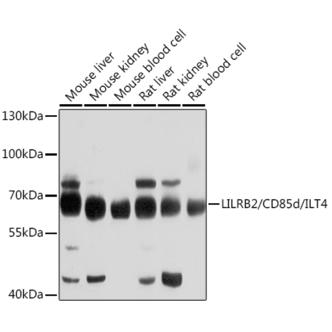 LILRB2/CD85d/ILT4 Rabbit Polyclonal Antibody