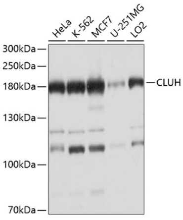 CLUH Rabbit Polyclonal Antibody