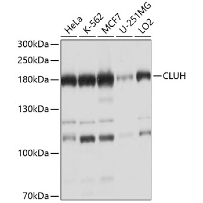 CLUH Rabbit Polyclonal Antibody