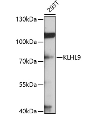 KLHL9 Rabbit Polyclonal Antibody