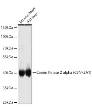 Casein Kinase 2 alpha (CSNK2A1) Rabbit Polyclonal Antibody