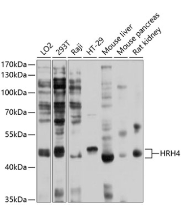 HRH4 Rabbit Polyclonal Antibody