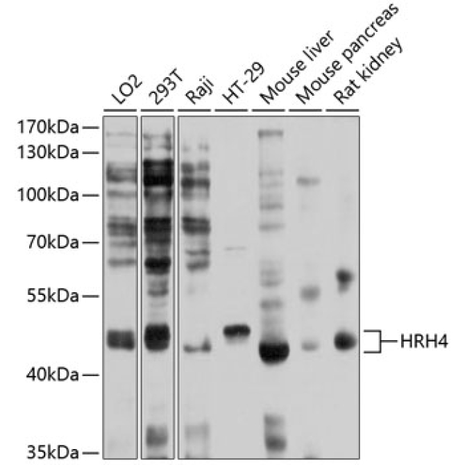 HRH4 Rabbit Polyclonal Antibody