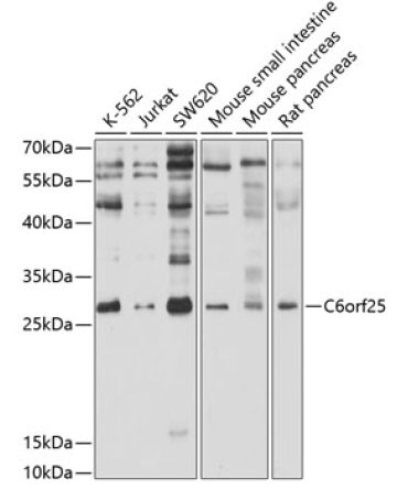 C6orf25 Rabbit Polyclonal Antibody