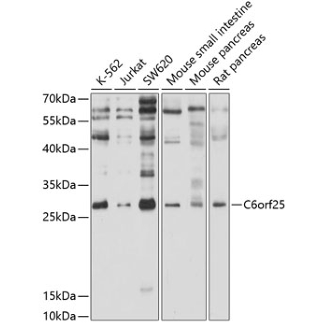 C6orf25 Rabbit Polyclonal Antibody