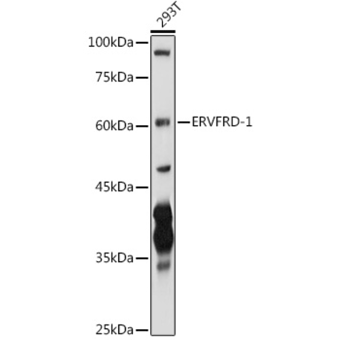 ERVFRD-1 Rabbit Polyclonal Antibody