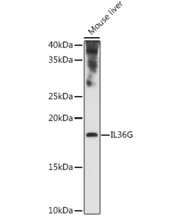 IL36G Rabbit Polyclonal Antibody