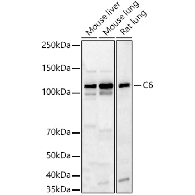 C6 Rabbit Polyclonal Antibody