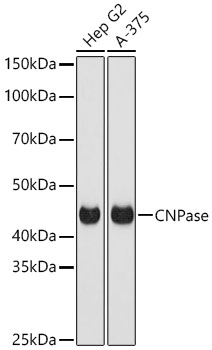 CNPase Rabbit Polyclonal Antibody