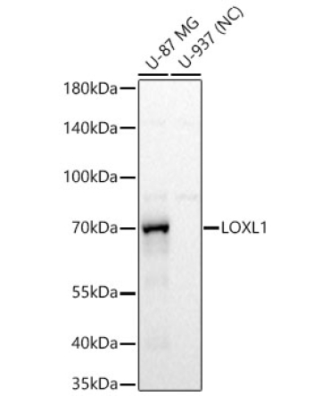 LOXL1 Rabbit Polyclonal Antibody