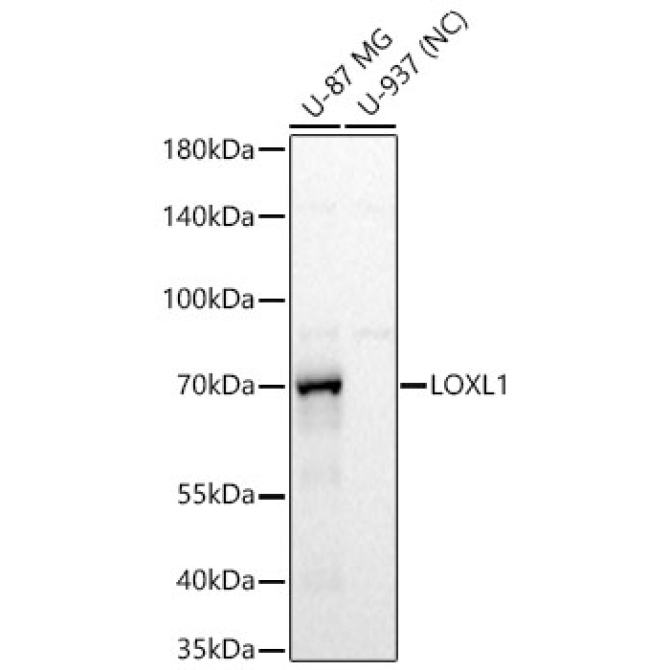 LOXL1 Rabbit Polyclonal Antibody