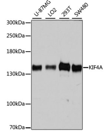 KIF4A Rabbit Polyclonal Antibody