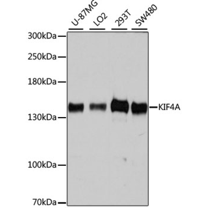 KIF4A Rabbit Polyclonal Antibody
