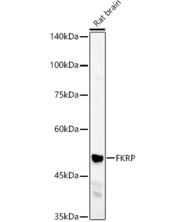 FKRP Rabbit Polyclonal Antibody