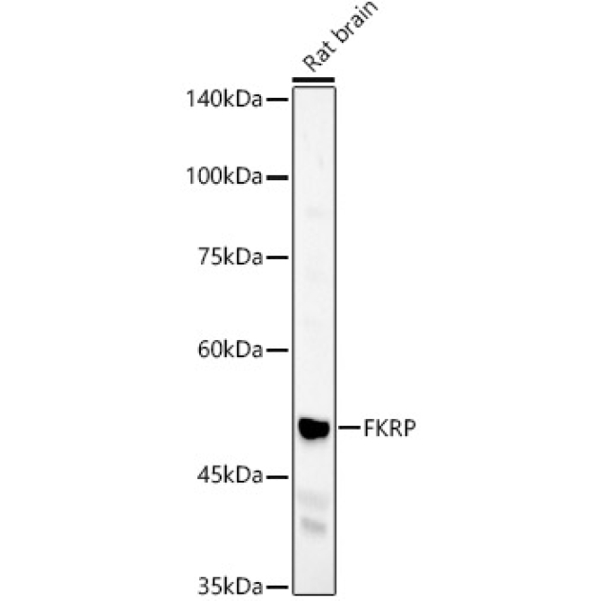 FKRP Rabbit Polyclonal Antibody