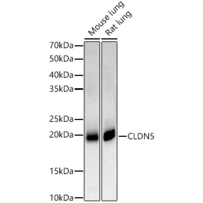 CLDN5 Rabbit Polyclonal Antibody