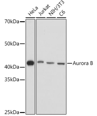 Aurora B Rabbit Polyclonal Antibody