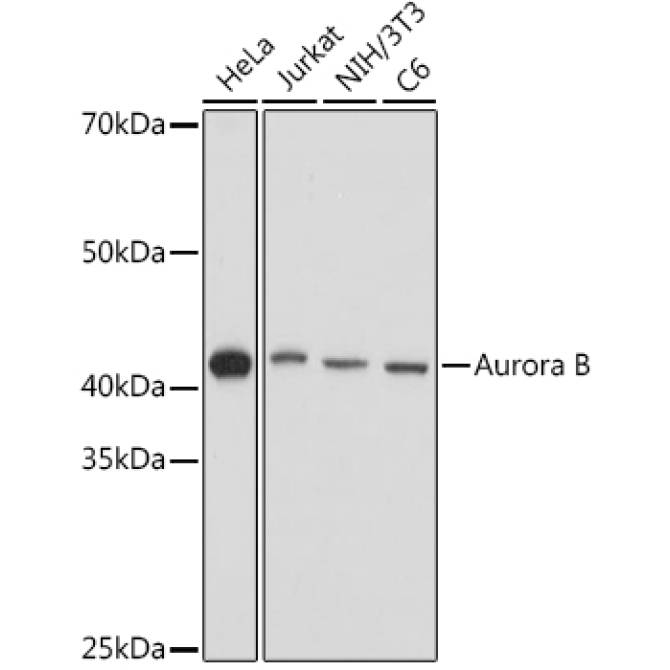 Aurora B Rabbit Polyclonal Antibody