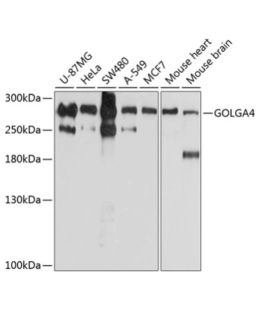GOLGA4 Rabbit Polyclonal Antibody