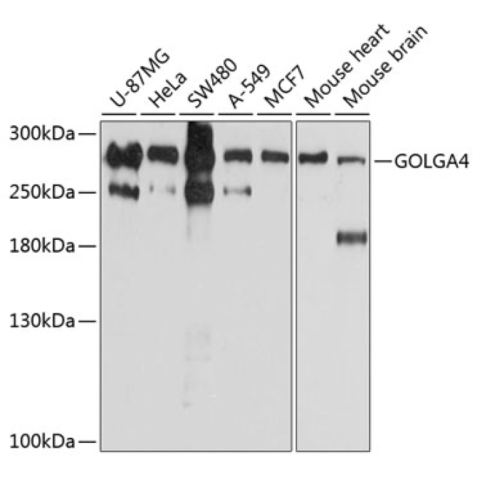 GOLGA4 Rabbit Polyclonal Antibody