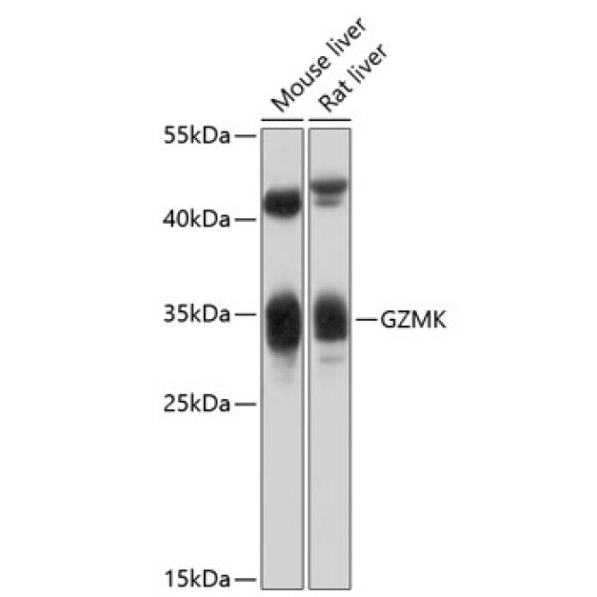 GZMK Rabbit Polyclonal Antibody